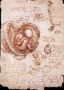 LEONARDO da Vinci The embryo in the Uterus oil painting on canvas